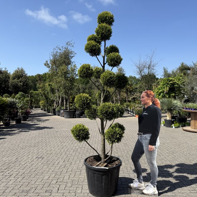 Cupressocyparis leylandii Castlewellan Gold pon pon