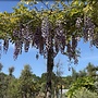 Wisteria sinensis dakboom (Blauwe regen)