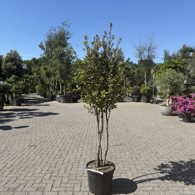 Steeneik (Quercus ilex) meerstammig