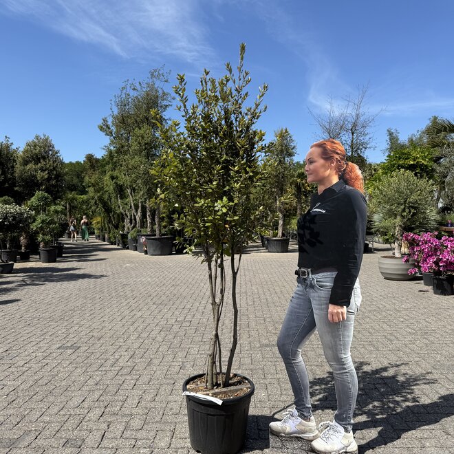 Steeneik (Quercus ilex) meerstammig