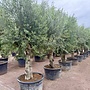 Olijfboom (Olea europaea) 60/80 cm gladde vertakte stam
