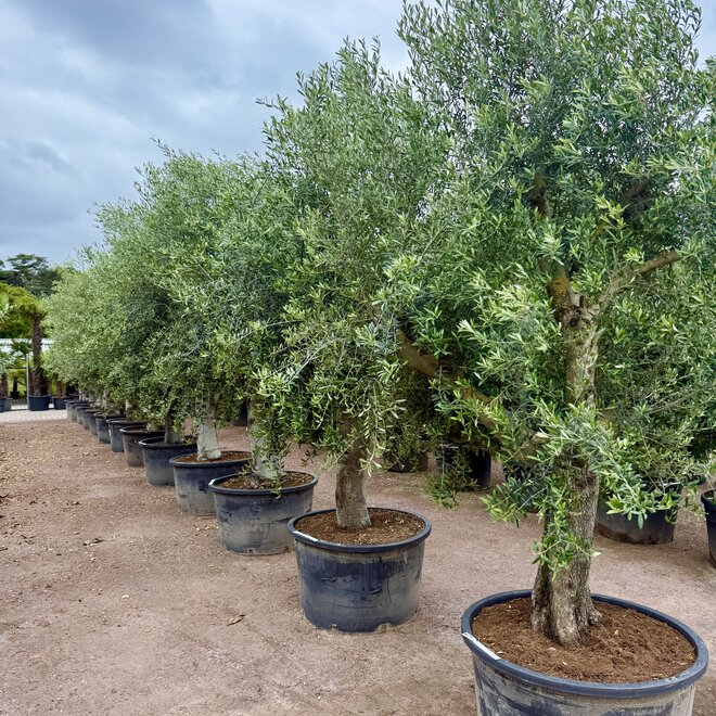 Olijfboom (Olea europaea) 60/80 cm gladde vertakte stam