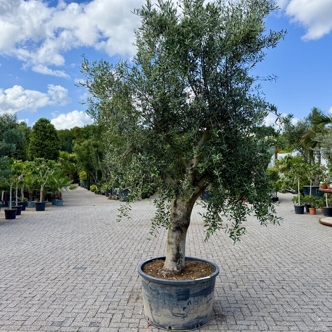 Olijfboom (Olea europaea) 60/80 cm gladde vertakte stam