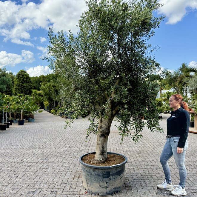 Olijfboom (Olea europaea) 60/80 cm gladde vertakte stam
