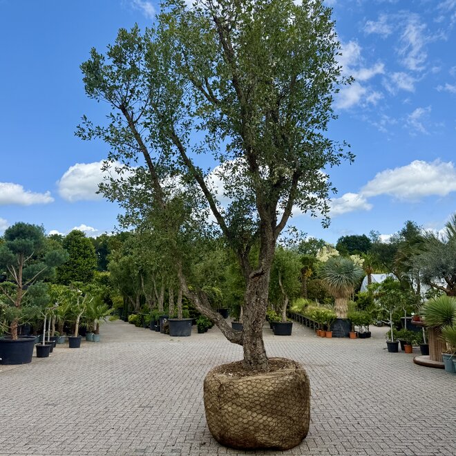 Kurkeik (Quercus suber) exclusief stamomtrek 90/100 cm (nr 140)