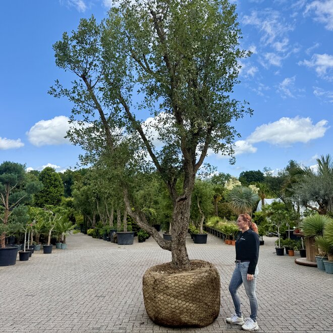 Kurkeik (Quercus suber) exclusief stamomtrek 90/100 cm (nr 140)