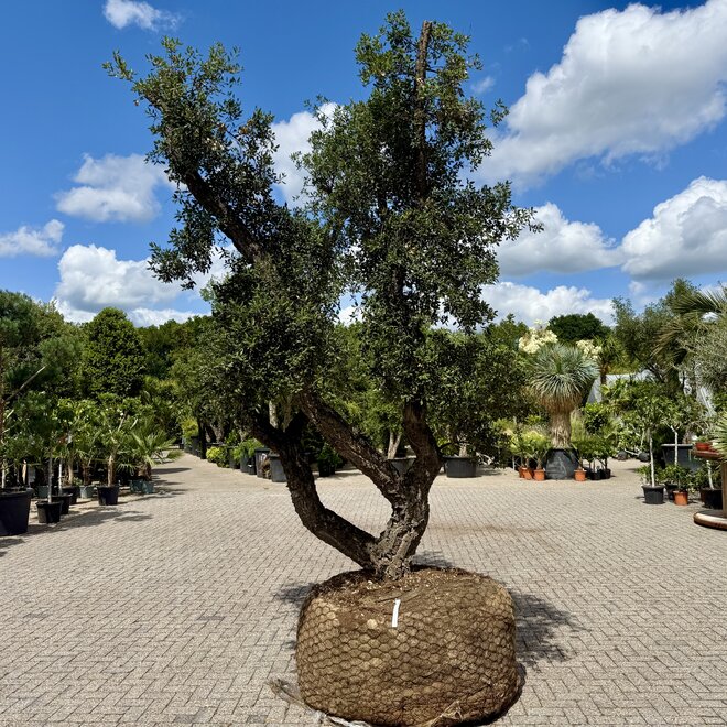 Kurkeik (Quercus suber) exclusief stamomtrek 90/100 cm (nr 141)
