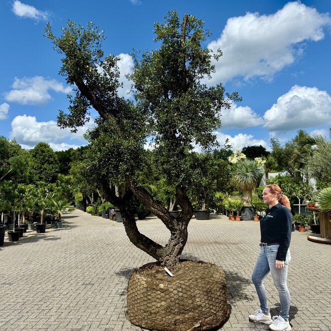 Kurkeik (Quercus suber) exclusief stamomtrek 90/100 cm (nr 141)