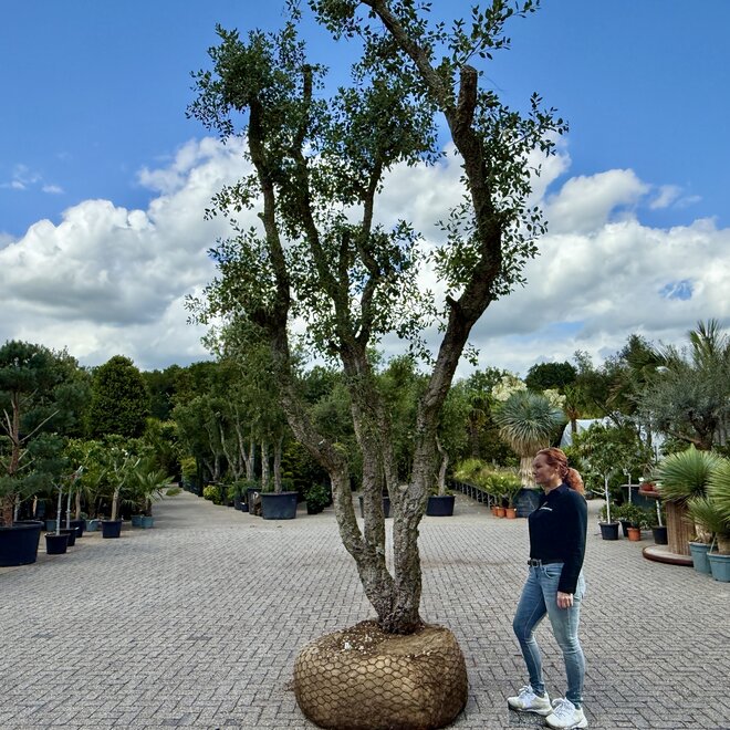 Kurkeik (Quercus suber) exclusief stamomtrek 90/100 cm (nr 143)