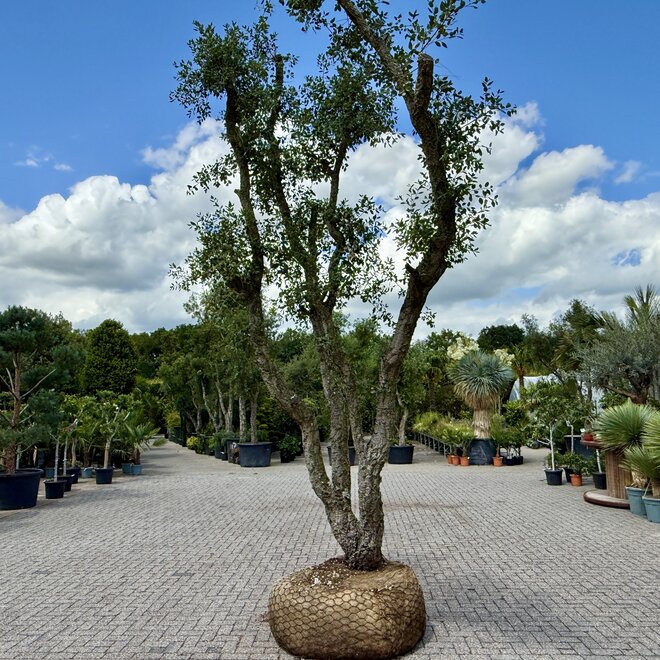 Kurkeik (Quercus suber) exclusief stamomtrek 90/100 cm (nr 143)