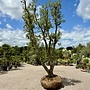 Kurkeik (Quercus suber) exclusief stamomtrek 80/90 cm (nr 144)