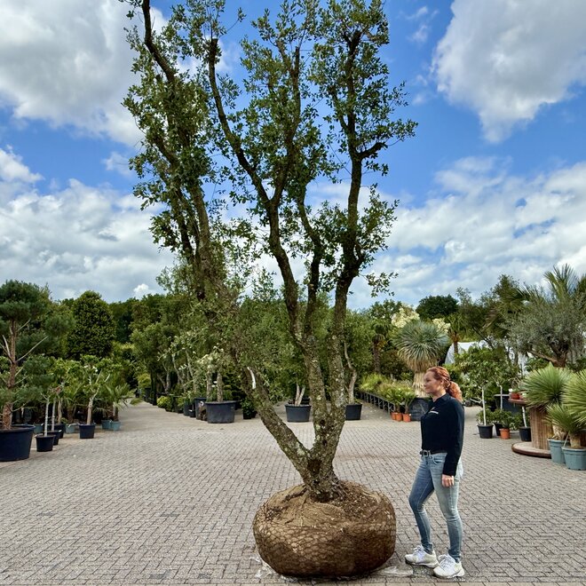 Kurkeik (Quercus suber) exclusief stamomtrek 80/90 cm (nr 144)