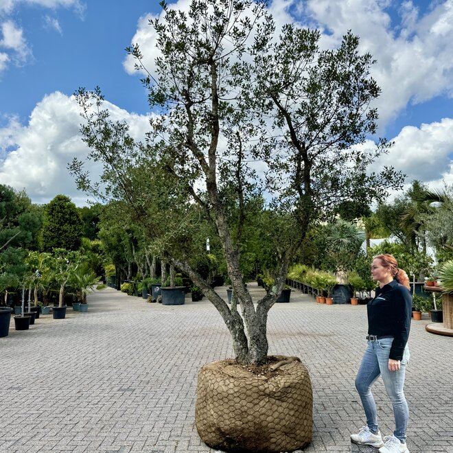 Kurkeik (Quercus suber) dubbelstam stamomtrek 50+70 cm (nr 145)