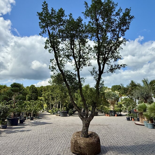 Kurkeik (Quercus suber) exclusief stamomtrek 70/80 cm (nr 147)