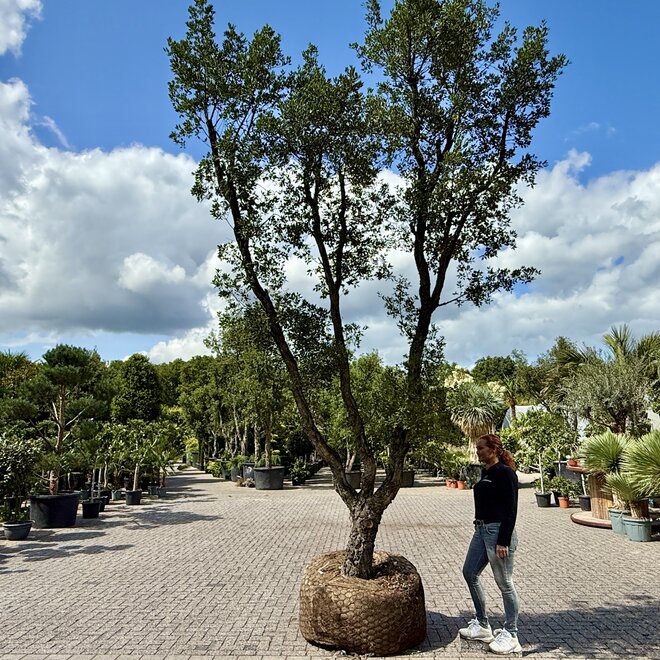 Kurkeik (Quercus suber) exclusief stamomtrek 70/80 cm (nr 147)