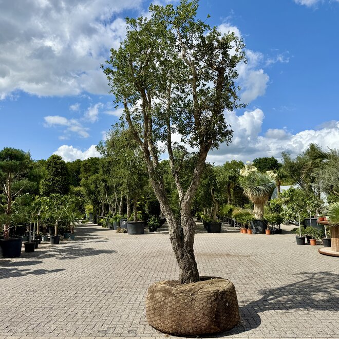 Kurkeik (Quercus suber) exclusief stamomtrek 90/100 cm (nr 148)