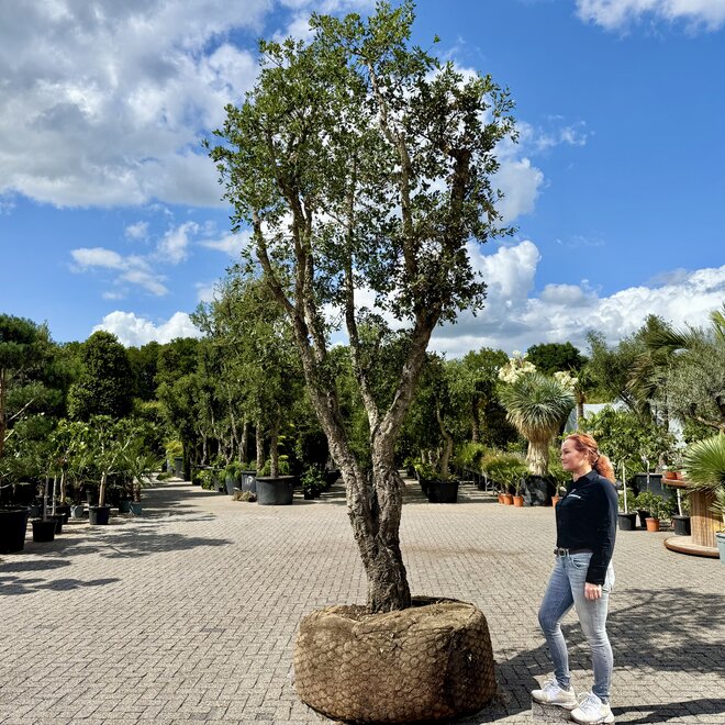 Kurkeik (Quercus suber) exclusief stamomtrek 90/100 cm (nr 148)