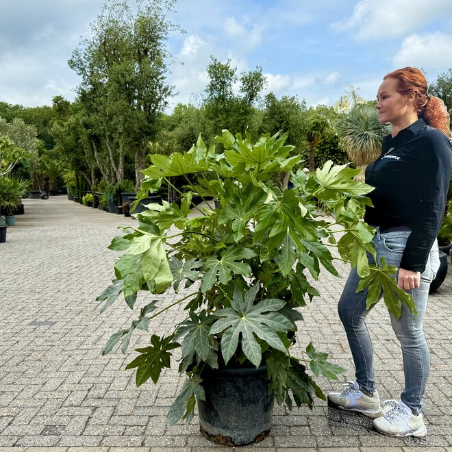 Fatsia japonica 100/120 cm planthoogte (Vingerplant)