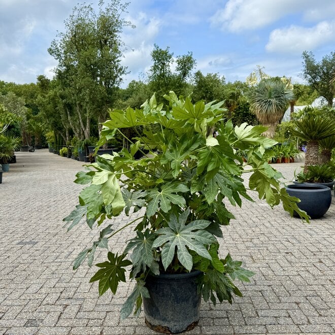 Fatsia japonica 100/120 cm planthoogte