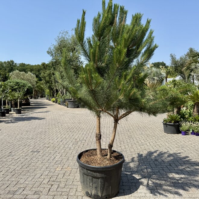 Pinus sylvestris dubbelstam