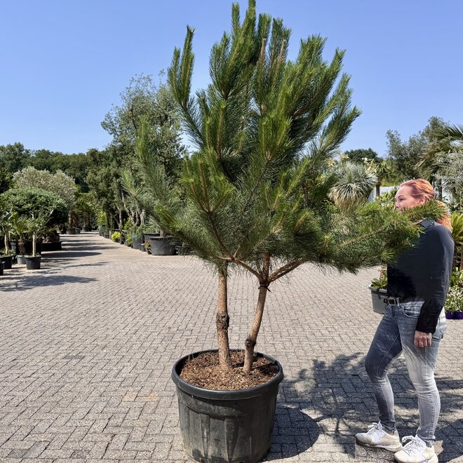 Pinus sylvestris dubbelstam