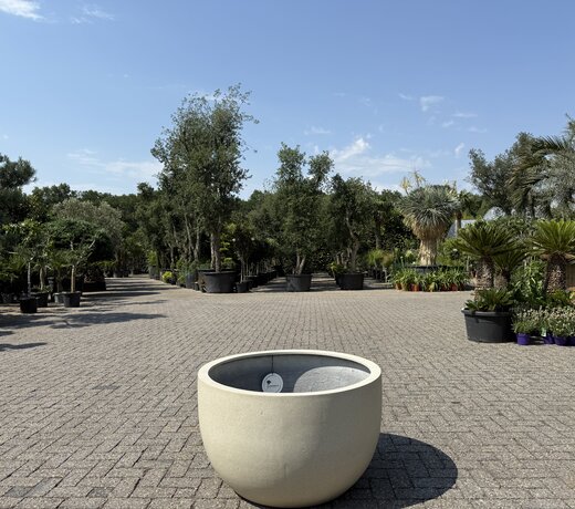 Plantenbak  New Egg Low Cordoba