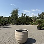 Bordo New Egg Sand (Luca Lifestyle) - 80 cm