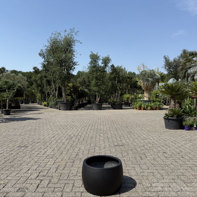 Plantenbak Modern Bowl Palma 50 cm