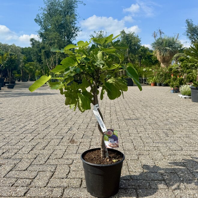 Vijgenboom struik 60/80 cm - Dubbelstam