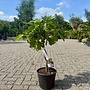 Vijgenboom struik 60/80 cm (Ficus carica) - Dubbelstam