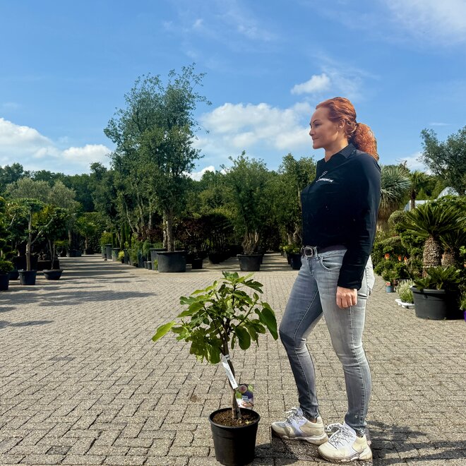 Vijgenboom struik 60/80 cm (Ficus carica) - Dubbelstam