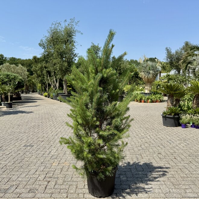 Pinus sylvestris