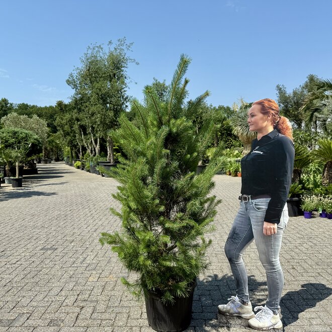 Pinus sylvestris