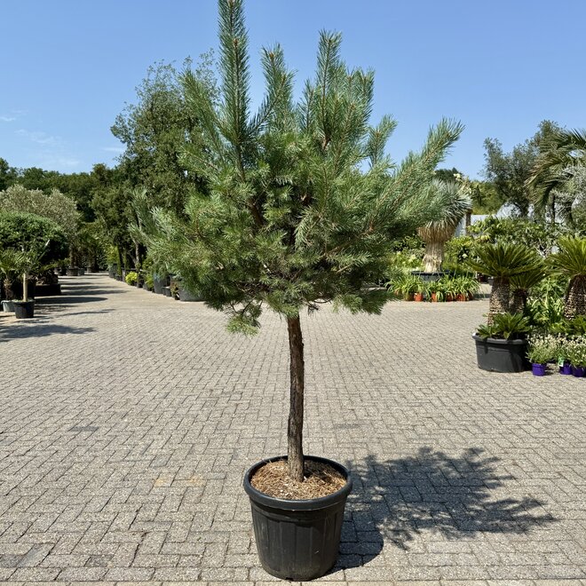 Pinus sylvestris op stam
