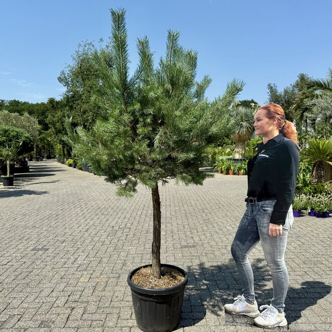 Pinus sylvestris op stam