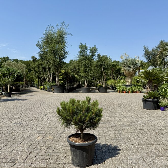 Pinus Brepo