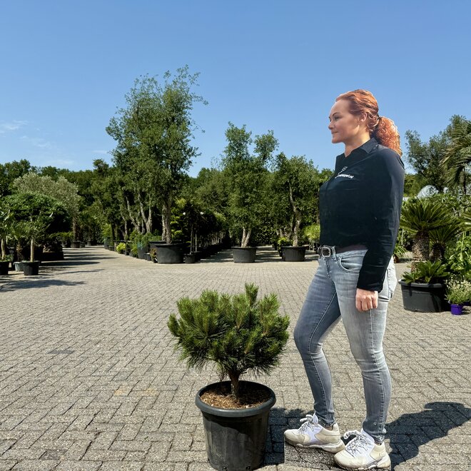Pinus Brepo