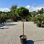 Pinus nigra Brepo op stam