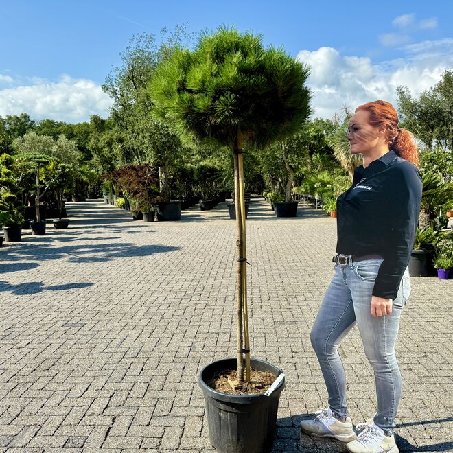 Pinus nigra Brepo op stam
