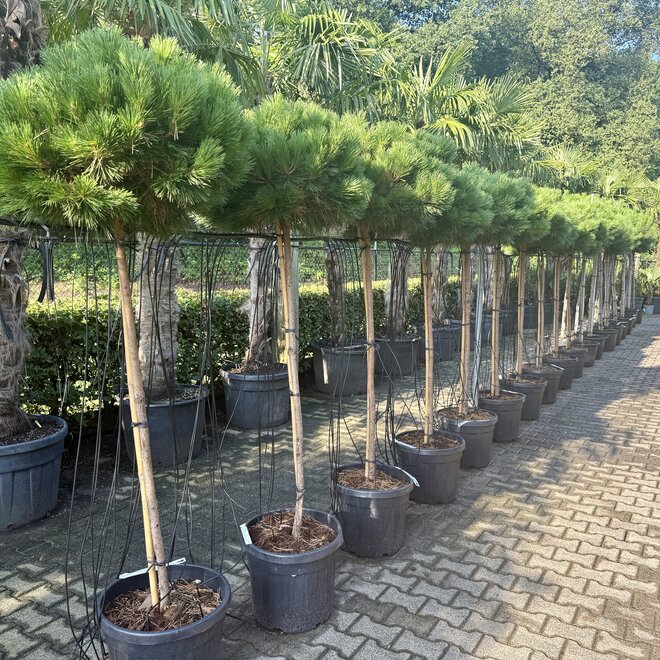 Pinus nigra Brepo op stam