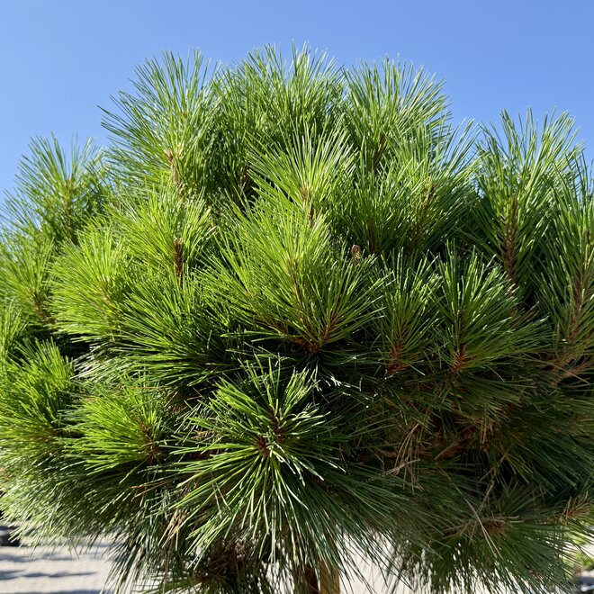 Pinus nigra Brepo op stam