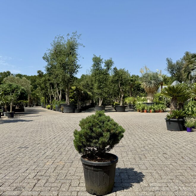 Pinus mugo Turra