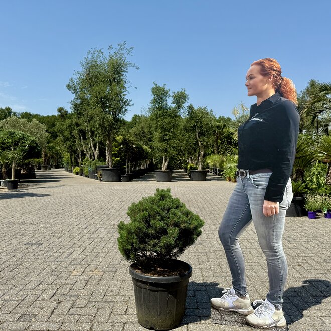 Pinus mugo Turra