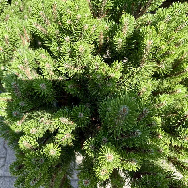 Pinus mugo Turra