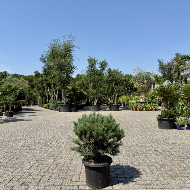 Pinus sylvestris Watereri