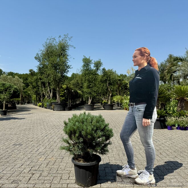 Pinus sylvestris Watereri