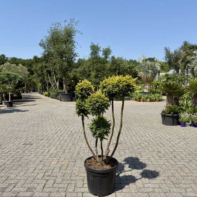 Taxus baccata Semperaurea bonsai