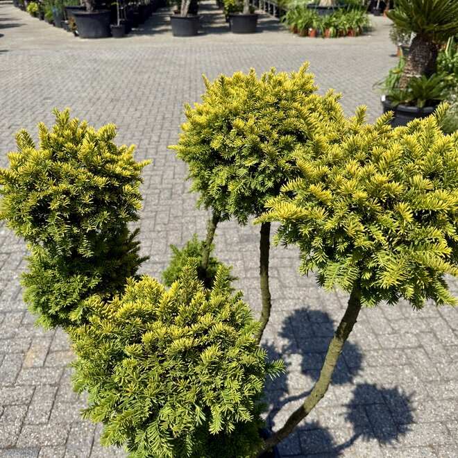 Taxus baccata Semperaurea bonsai