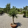 Olijfboom (Olea europaea) 30/40 cm stamomtrek  - decoschaal