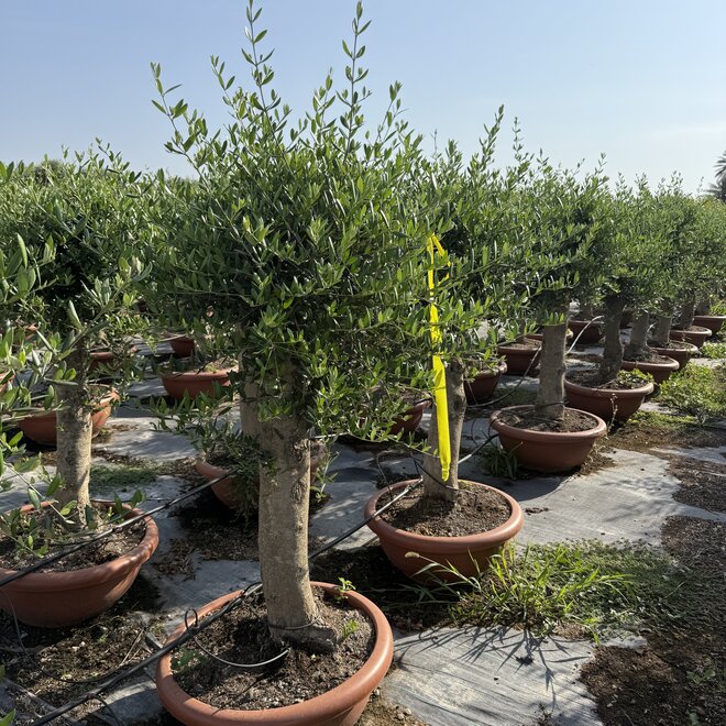 Olijfboom (Olea europaea) 30/40 cm stamomtrek  - decoschaal